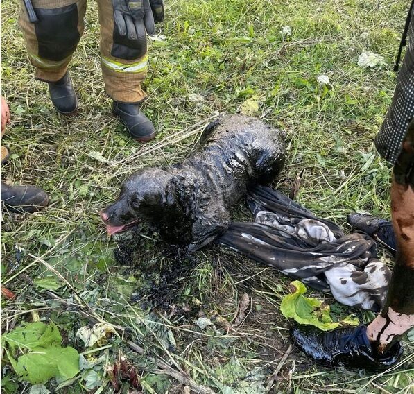 В Петербурге спасли собаку, провалившуюся в колодец с мазутом
