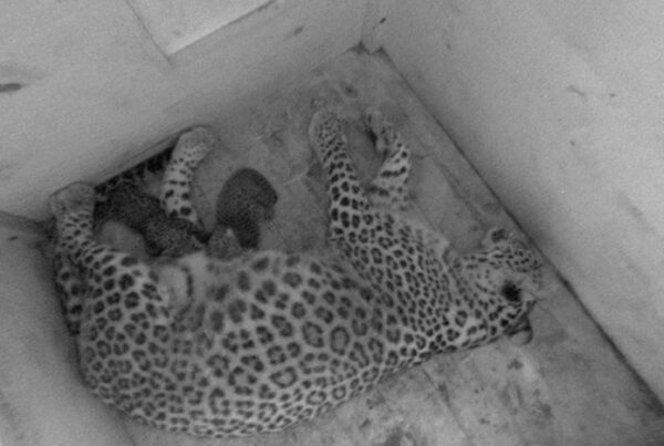 В Сочинском нацпарке родились два котёнка переднеазиатского леопарда