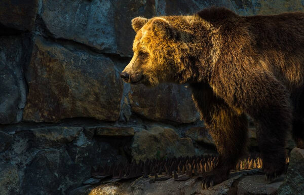 Медведи грабят селян из Дагестана