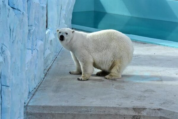 Новый вольер для белых медведей открыли в Екатеринбургском зоопарке