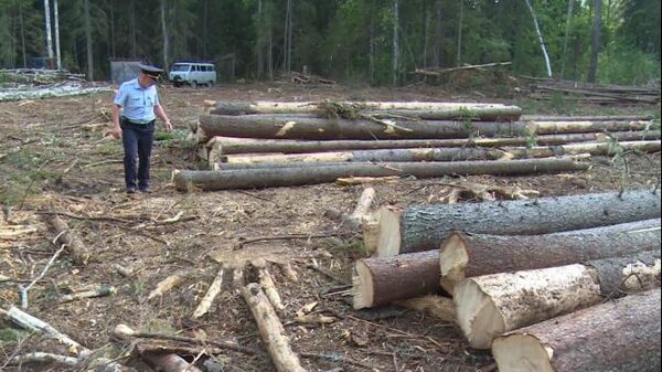 Под Красноуральском выявлена бригада «черных лесорубов», срубивших свыше 3,7 тыс. деревьев