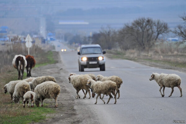 Полицейской из Ставрополья не позволила попасть в Чечню отара овец